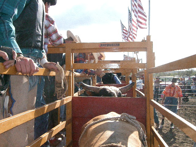 Bull Riding