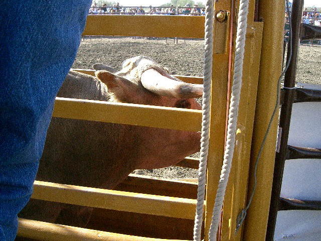 Bull Riding