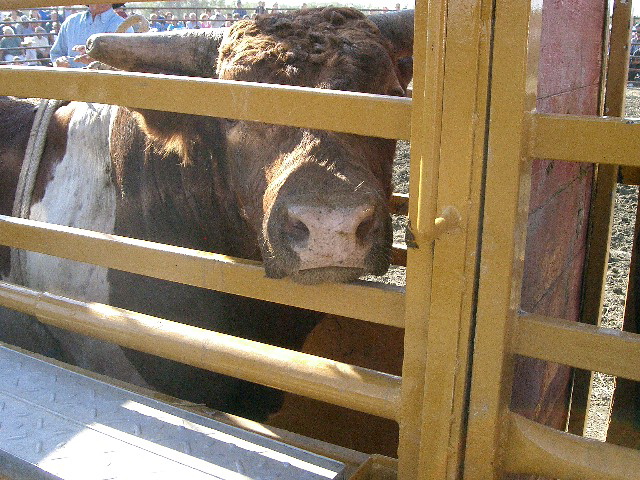 Bull Riding