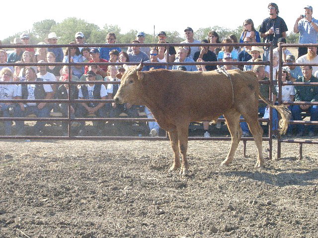 Bull Riding