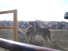 Bull Riding