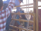 Bull Riding