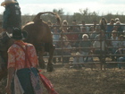 Bull Riding