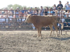 Bull Riding