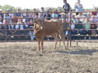 Bull Riding