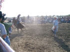 Bull Riding