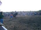 Bull Riding