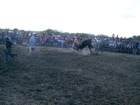 Bull Riding